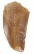 Serrated, Raptor Tooth - Morocco #36786-1